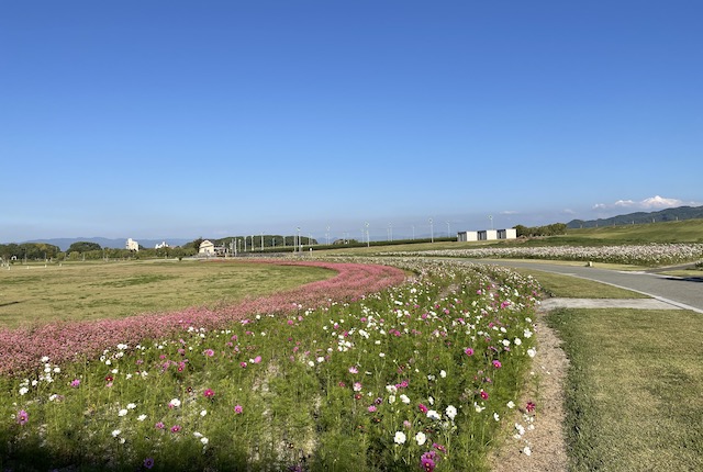 筑後広域公園の花畑