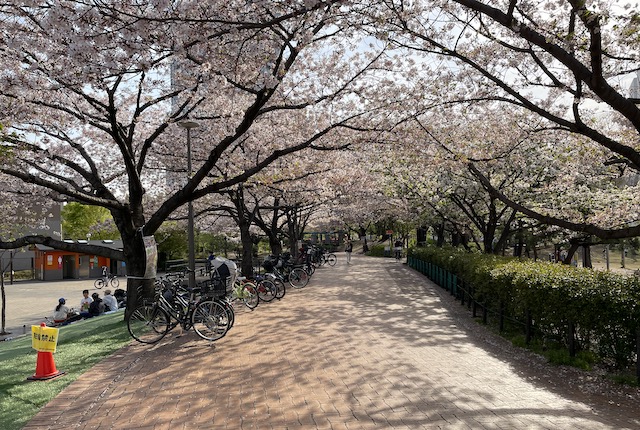 東品川海上公園の桜並木