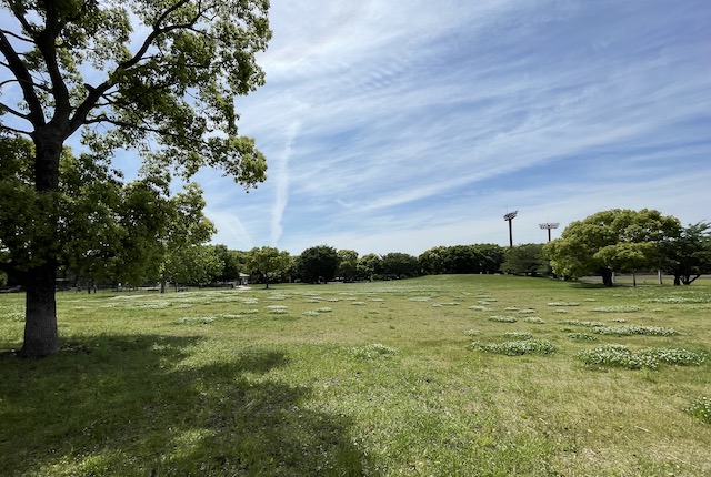 大井ふ頭中央海浜公園くすのき広場