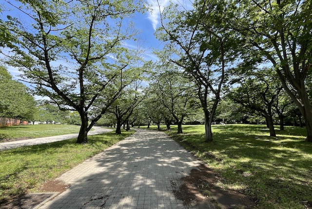 大井ふ頭中央海浜公園さくら広場