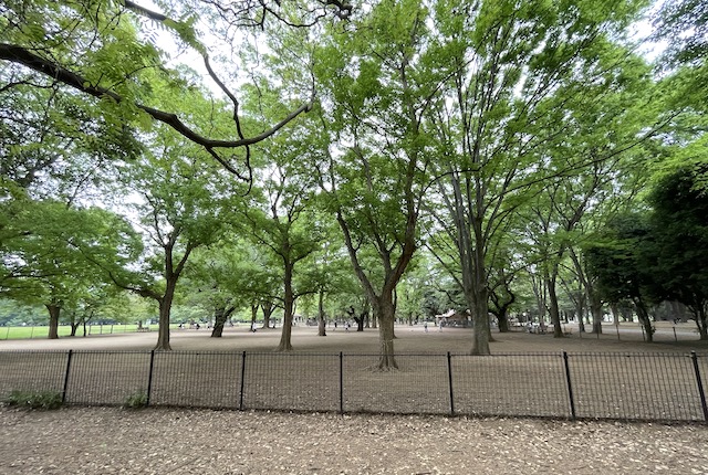 代々木公園のドッグラン