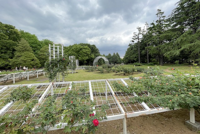 代々木公園のバラ園