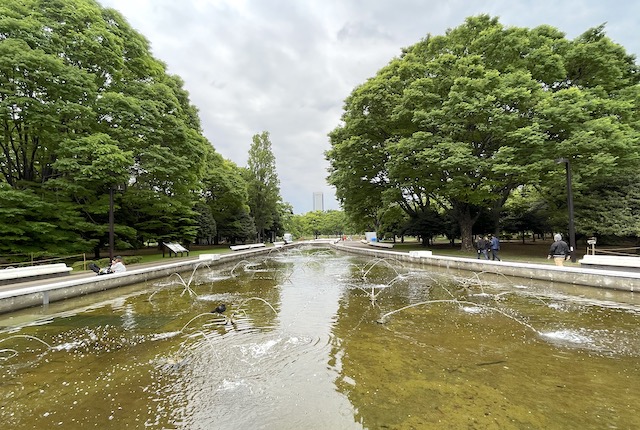 代々木公園の噴水とカラス