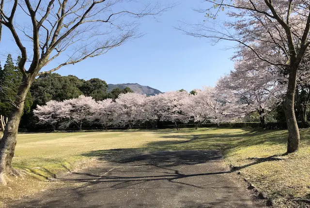 水上カントリーパークほいほい広場の桜