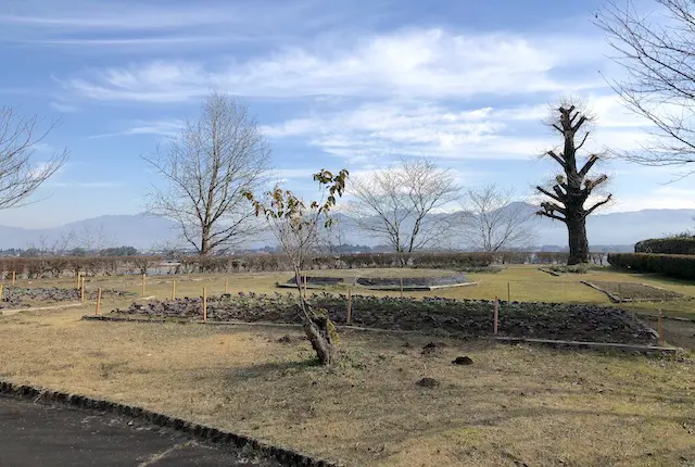 岡留公園の大イチョウ花広場