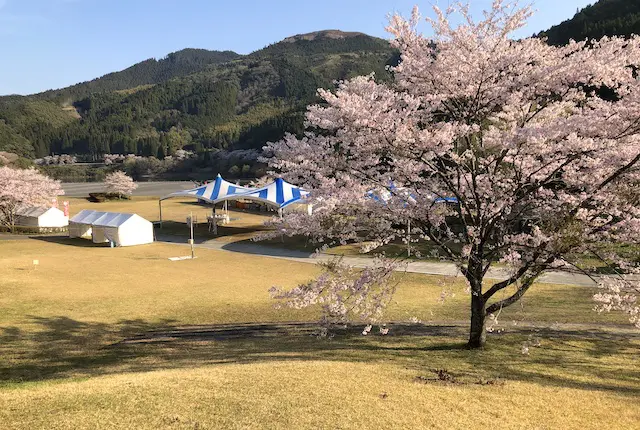 市房ダム湖畔の桜まつり