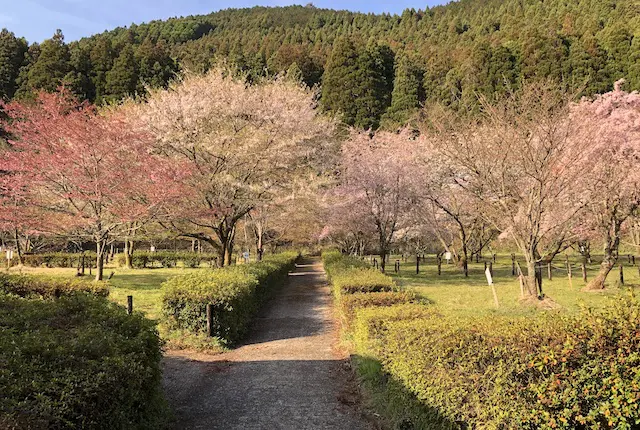 桜図鑑園