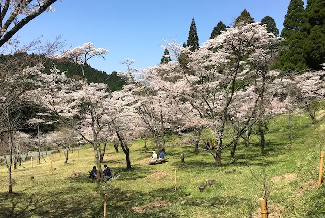 高森峠でお花見をする人