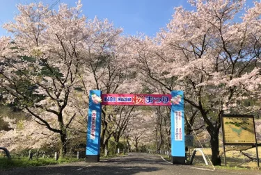 市房ダム湖畔（熊本県水上村）県内屈指の桜の名所