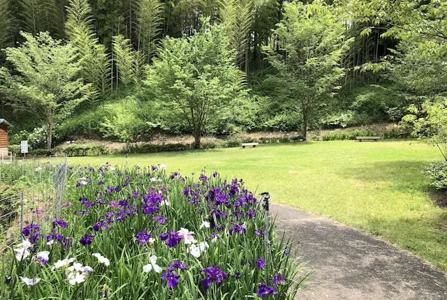 芝生広場と花しょうぶ