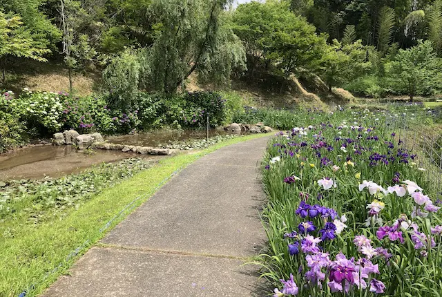 花しょうぶ園