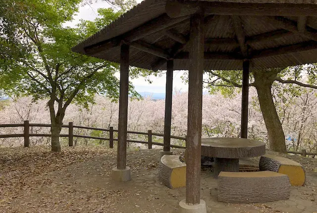 東屋と桜