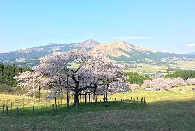 観音桜