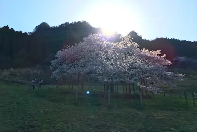 ダイヤモンド観音桜