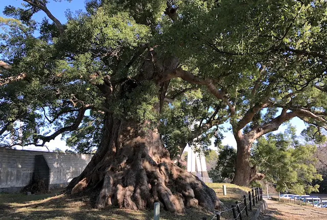 藤崎台のクスノキ