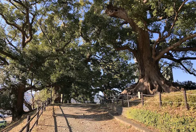 藤崎台クスノキ群の道