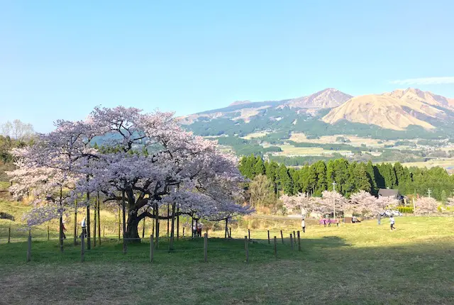 観音桜と阿蘇の山並み