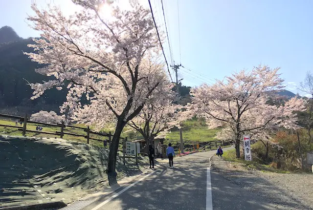 観音桜の入口