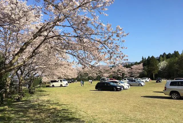 観音桜駐車場