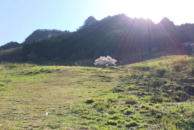 牧野の観音桜