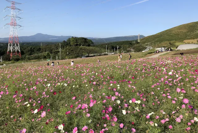 萌の里コスモス畑