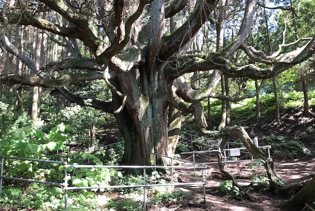 高森殿の杉