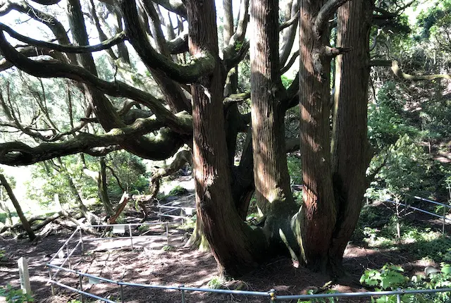 高森夫婦杉