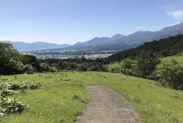 高森殿の杉（熊本県）