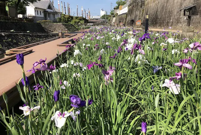 高瀬裏川花しょうぶ祭り