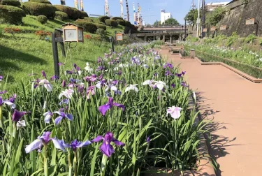 高瀬裏川水際緑地（熊本県玉名市）