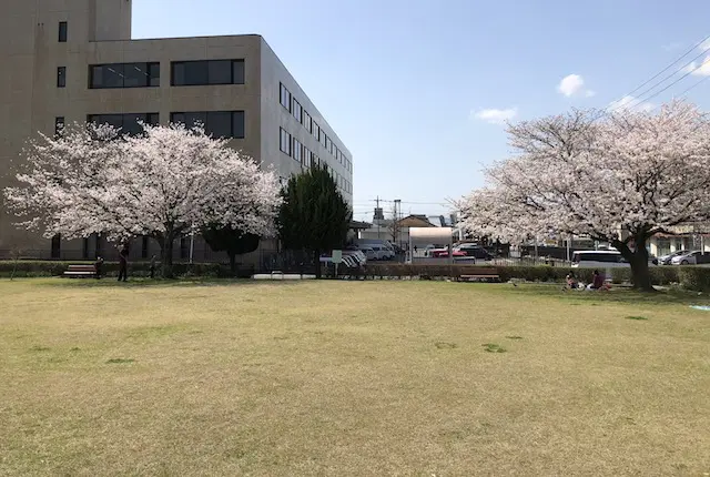 鳥井原公園の桜