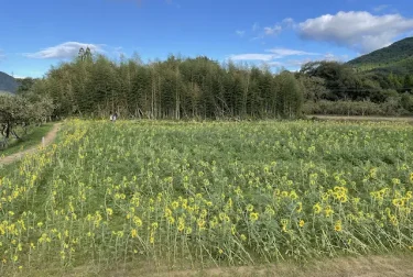 豊野ひまわり畑